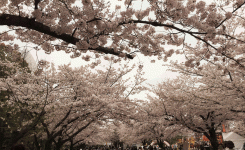万博の桜